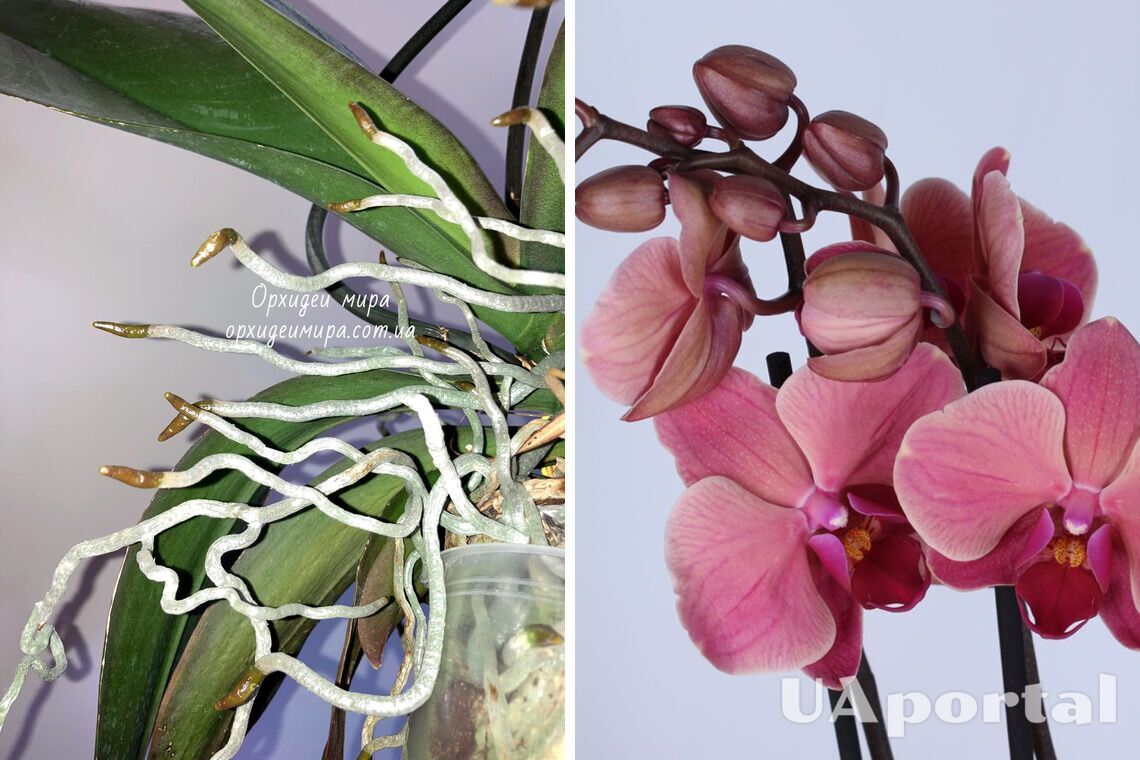 Repot and pay attention to the soil: what to do with orchid roots sticking out of the pot 