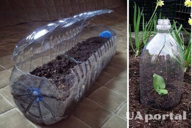 Як зробити міні теплицю із пластикової пляшки