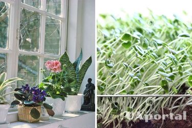Нужно ли переставлять комнатные растения на подоконнике