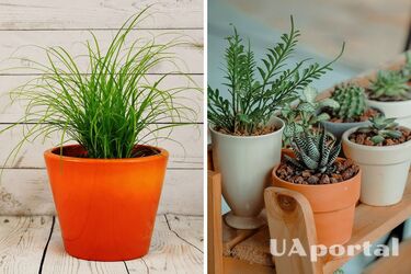 Как выбрать подходящий горшок для комнатных растений