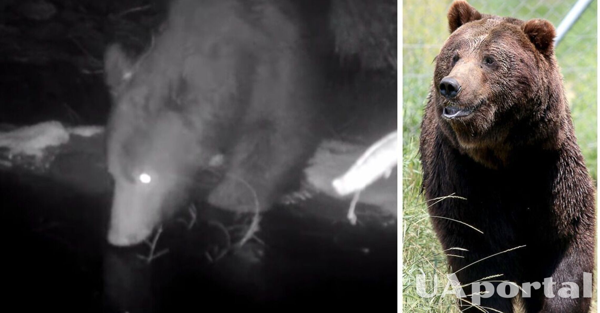 Карпатский национальный природный парк показал кадры попавшего в поле зрения фотоловушки бурого медведя