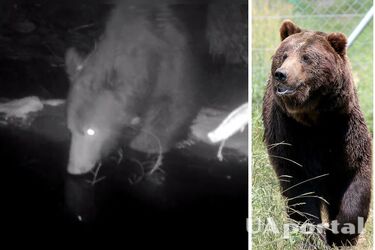 Карпатський національний природний парк показав кадри потрапив у поле зору фотопастки бурого ведмедя