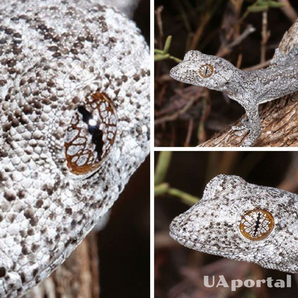 Новый вид геккона с психоделическими глазами нашли в Австралии, как выглядит (фото)