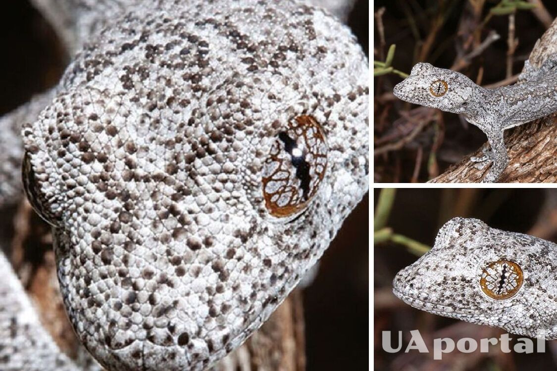 New species of gecko with psychedelic eyes found in Australia, what it looks like (photo)