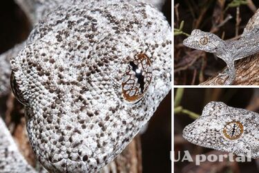 New species of gecko with psychedelic eyes found in Australia, what it looks like (photo)