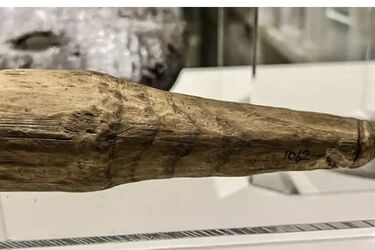 Помилково прийняли за пристосування для рукоділля: у Великій Британії знайшли давньоримський фалоімітатор віком 2000 років 