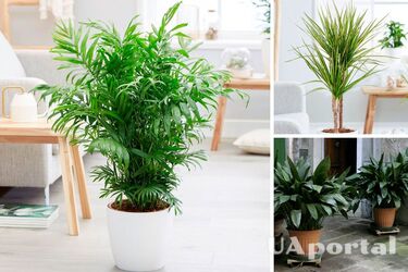 Каким растениям для роста не нужно много солнца