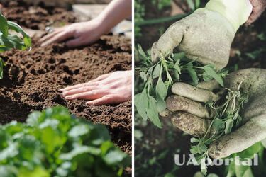 Бур’янів точно не буде: як очистити город без хімікатів