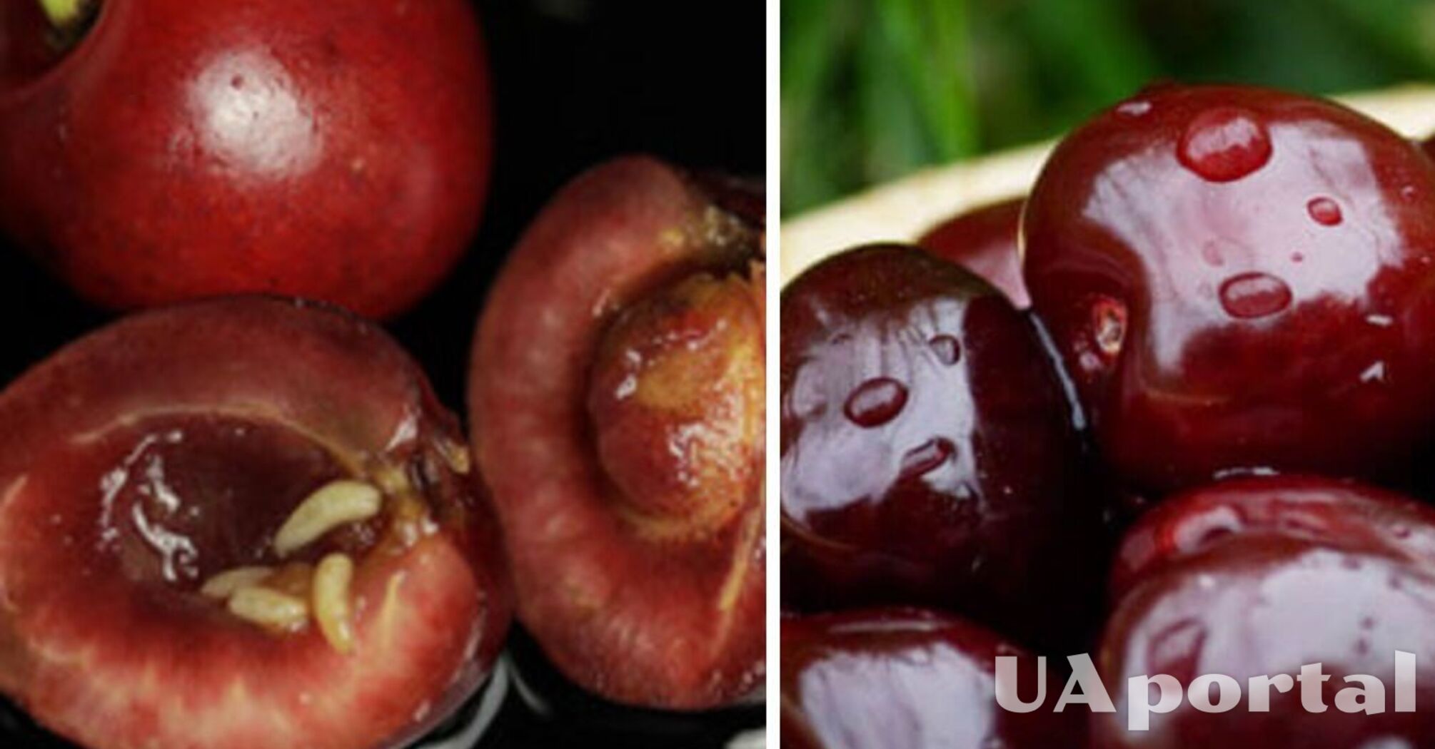 How to check cherries for worms: top 3 effective ways 