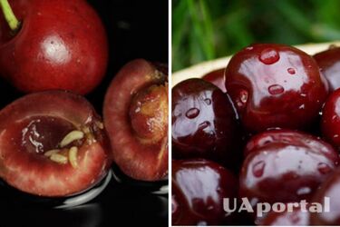 Как проверить черешню на наличие червей: топ-3 действенных способа