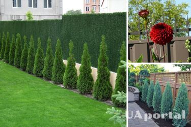 Які рослини краще садити під парканом