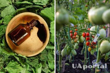 Дьоготь на городі та в саду - як позбутися колорадських жуків, мух, метелика-білянки, кліщів в саду - як використати дьоготь