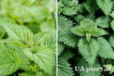 Как сделать удобрение для растений на огороде из крапивы