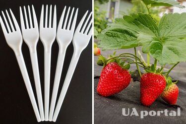 Як захистити полуницю на городі від шкідників