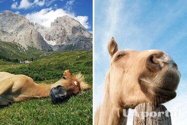 Учені пояснили, чому коні сплять стоячи