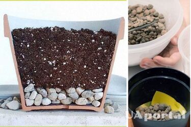 Как правильно сажать комнатные растения в горшок