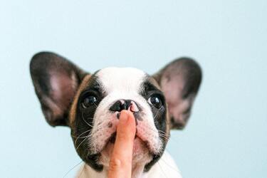 Scientists have found out what dog breeds the Romans preferred