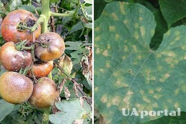 Как спасти помидоры от фитофторы: топ-4 действенных способа