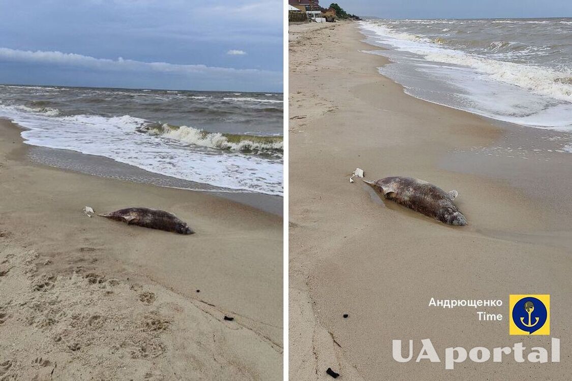 Dolphins wash ashore en masse on the occupied coast of the Sea of Azov (photo)