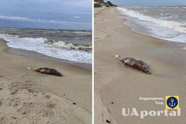 Dolphin plague on the Azov Sea coast near occupied Mariupol