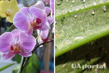 Орхідея стала липкою: причини та методи боротьби з хворобою