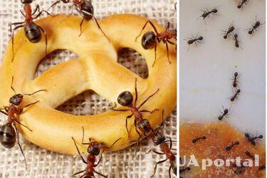 Как избавиться от муравьев из дома на даче