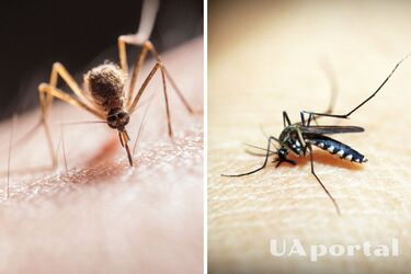 Як відлякати комарів і зробити спрей від комах