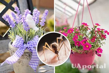 Які рослини відлякують комарів та мух - як позбутися комарів та мух вдома