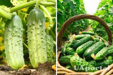 Почему огурцы вырастают горькими
