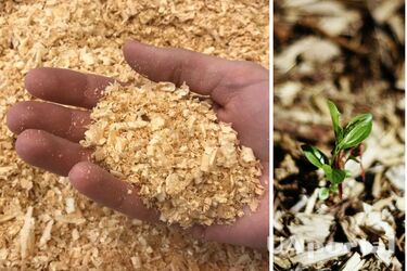 Как правильно мульчировать растения на огороде и в саду опилками