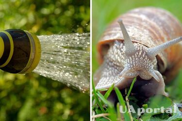 Садоводы объяснили, когда поливать сад, чтобы не завелись улитки