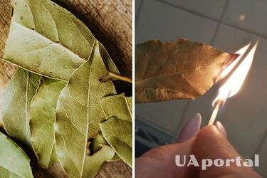 Зачем сжигать дома лавровый лист