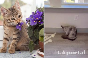 How to wean a cat from damaging indoor plants