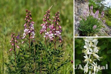 Can catch fire and leave burns: the plant that is not suitable for bouquets is named