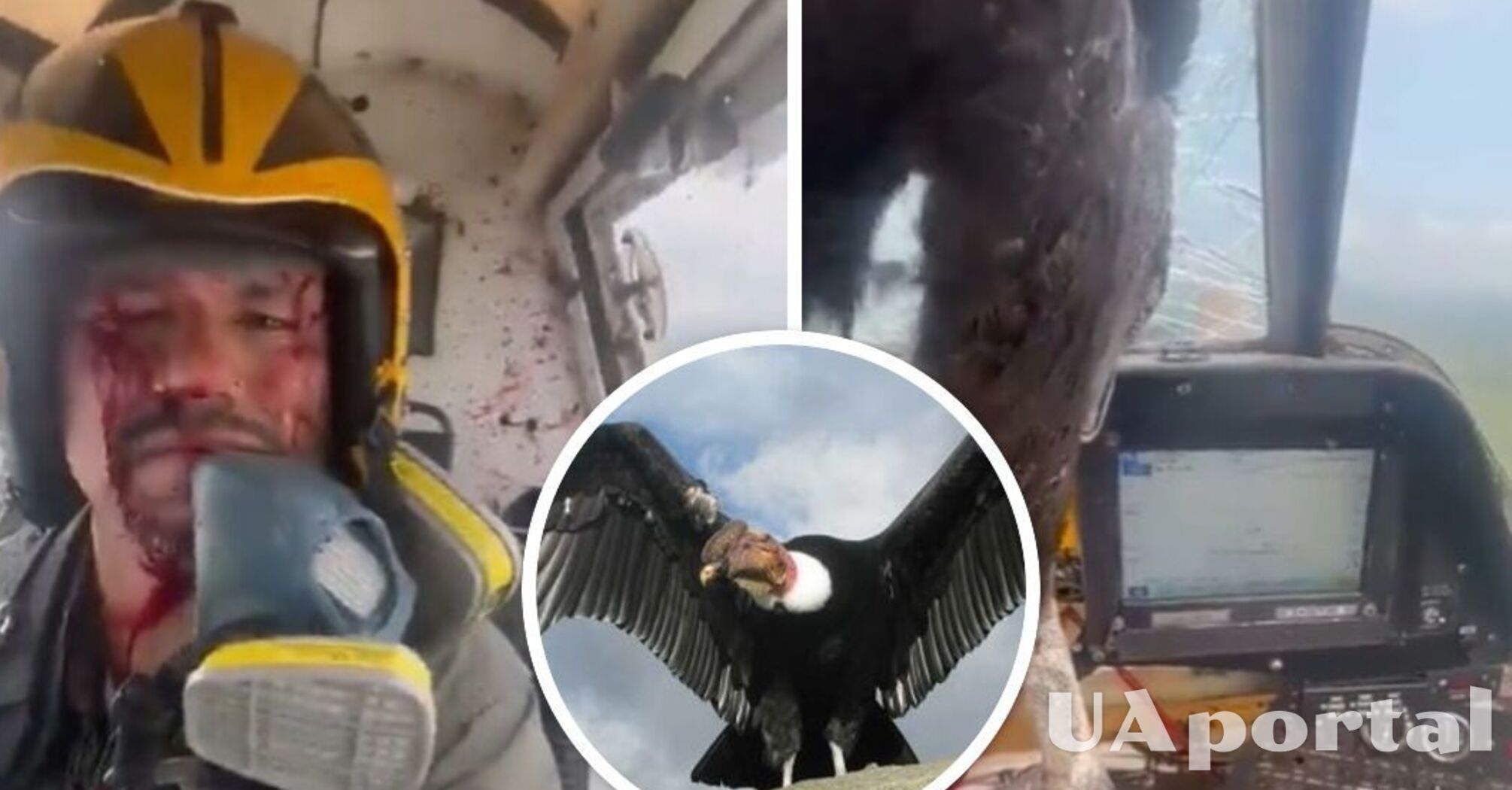 В Эквадоре огромная птица на лету протаранила лобовое стекло самолета и застряла в нем (видео)