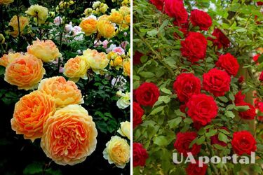 How to grow large rose flowers in potatoes