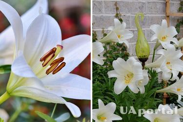 Будут цвести пышно: как правильно ухаживать за лилиями