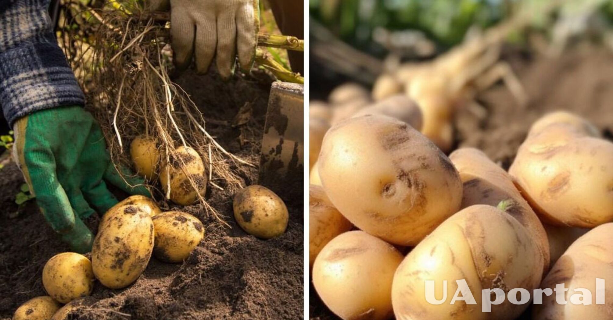 How to fertilise potatoes to significantly increase yields