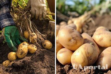 Как удобрять картофель, чтобы значительно увеличить урожай