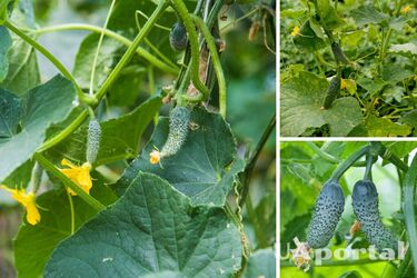 Forget about yellow and dry leaves: how to fertilize cucumbers