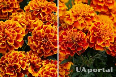 Захистять овочі від хвороб: які квіти варто посадити на городі