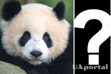 95% людей не бачать панду на картинці: це під силу лише геніям. Перевірте себе!