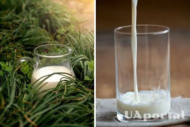 Как сделать удобрение из прокисшего молока