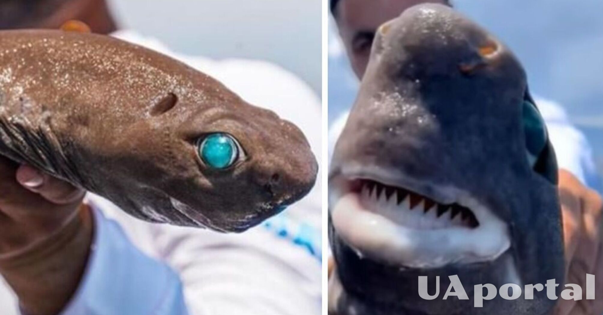 Rare shark with emerald eyes caught in Turkey (photo)