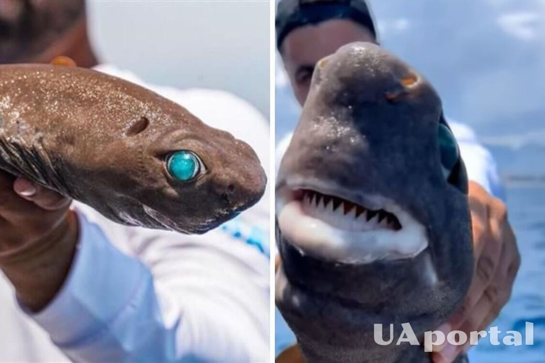 В Турции поймали редкую акулу с изумрудными глазами (фото)