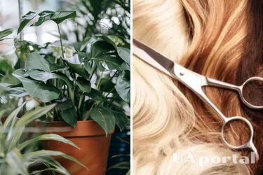 Добриво для вазонів з волосся - Як використати волосся для підгодівлі рослин