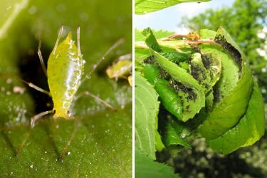 Як позбутися попелиці та шкідників на квітах та городніх рослинах - чотири натуральні засоби з содою від шкідників