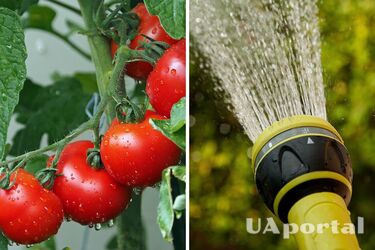 Summer residents named three rules for watering tomatoes to make the harvest fabulous