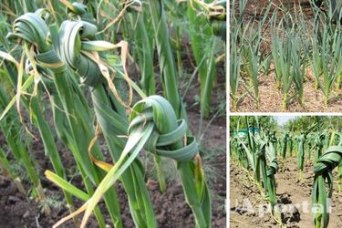 Why tie garlic stems in a knot: life hacks from gardeners