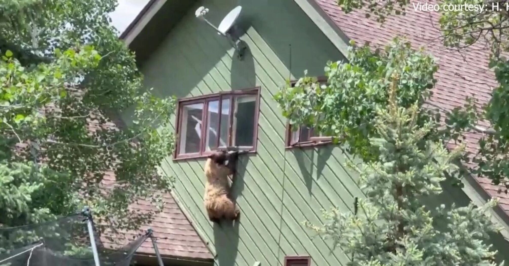 У США ведмідь заліз до будинку, з'їв відбивні та потім втік через вікно (відео)